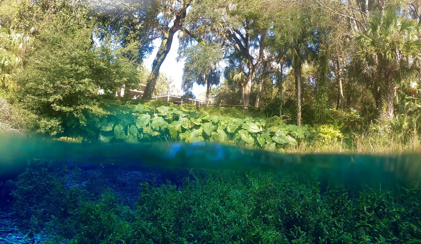 Rainbow Springs State Park Everything You Need to Know! Amanda Meets